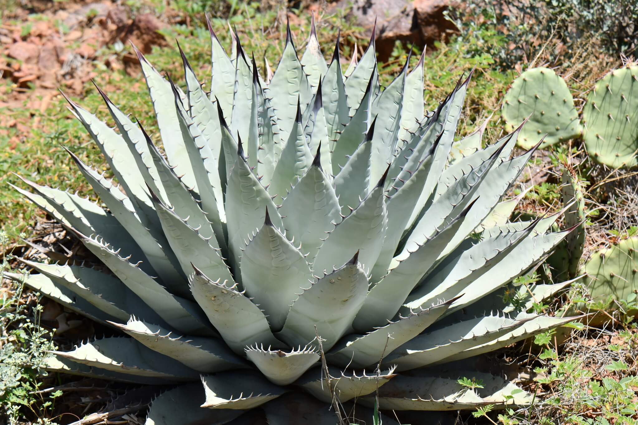 Agave parryi